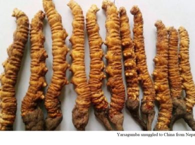 Smuggling of medicinal herbs, wildlife parts rampant to China from Nepal